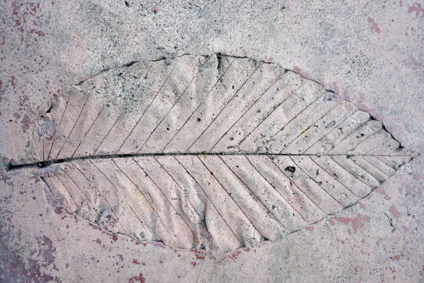 istock single leaf stamped on grunge concrete textured like fossil 1309402239