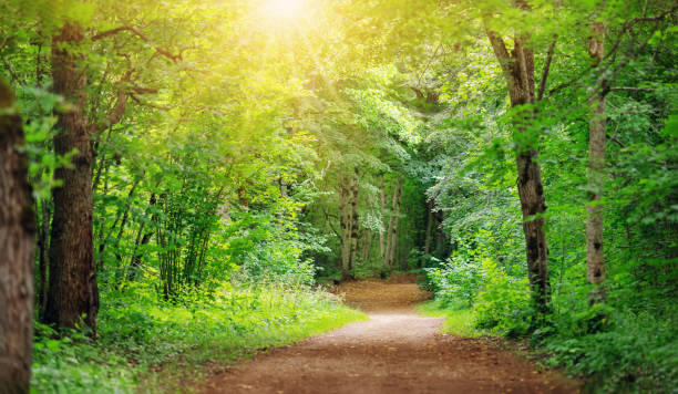 istock Mysterious pathway in the deciduous park area in summer. 1309402419
