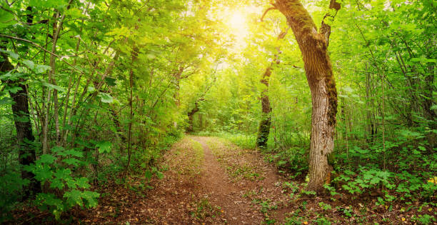 istock Pathway in the deciduous sunny park area in summer. 1309402430