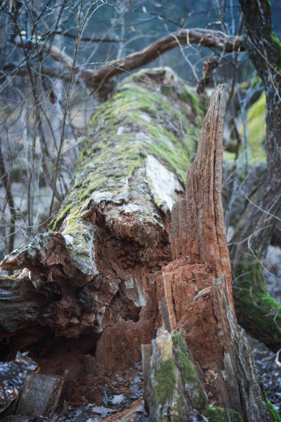 istock Close-up of end of decaying log 1309402618
