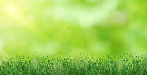 Lush green grass lit by the sun - Vector illustration