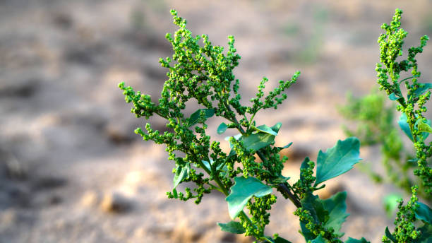 In nature, the field grows a Chenopodium album or Goosefoot grass in a field. Chenopodium vegetative concept. stock photo