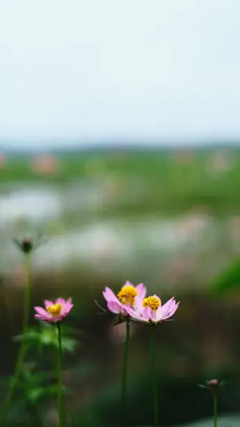 Photo of Cosmos flower