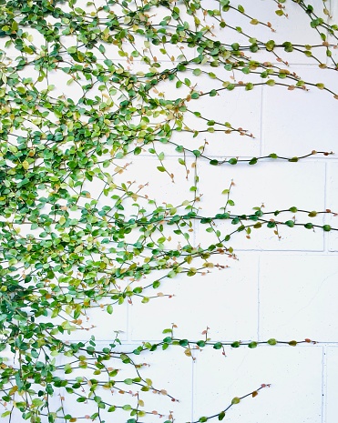 Green leaves on vines horizontally creep along a white, brick wall.