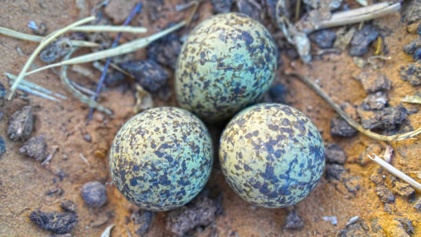istock Selective focus on eggs of Spur Lapwing or Plover birds. Natural incubating eggs close up shot in North India. 1309403487