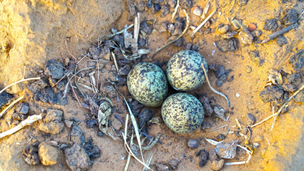 istock Vanellus spinosus or Plover bird with attractive eggs. Egg maturing in natural nest. Three eggs closeup. 1309403655