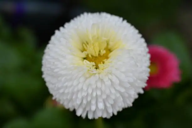 Macro of a spring flower