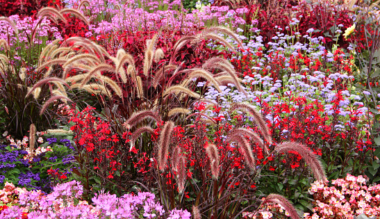 Colorful flowerbed in summertime