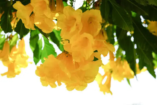 Yellow trumpet-​flower yellow  blooming and beautiful in summer