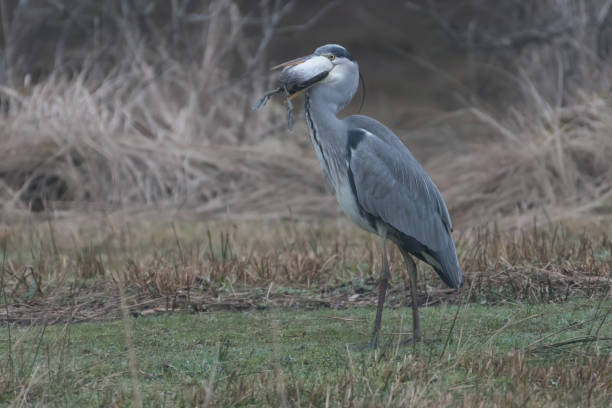 네덜란드에서 촬영된 회색 헤론(아이티야 풀리굴라)을 낚은 회색 헤론. - gray heron 뉴스 사진 이미지