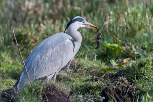 istock A grey heron that has caught a crayfish, photographed in the Netherlands. 1309405862