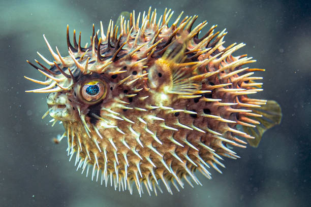 istock Rare Puffer Fish Fully Expanded Underwater in Belize while Scuba Diving 1309407154
