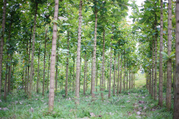 teakbaum auf grünem wald - teak tree stock-fotos und bilder