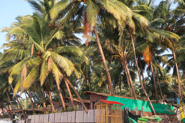 istock Image of exotic palm trees with coconuts, against blue sky background, Goa, India 1309408063