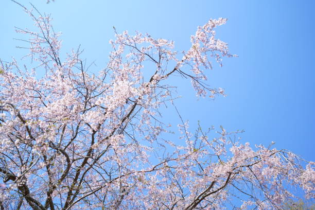 istock Cherry blossoms and landscape at Kamakura 1309410811