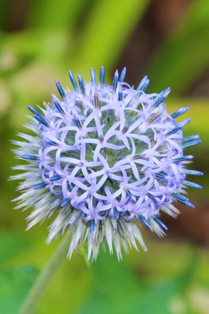 istock Purple flower ball 1309411534