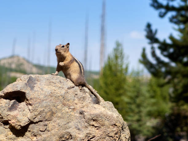 istock Squirrel on a rock in Yellowstone 1309411619