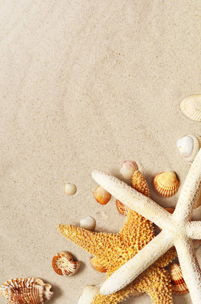 istock Starfish and seashells on the sandy beach. Summer background. 1309411673