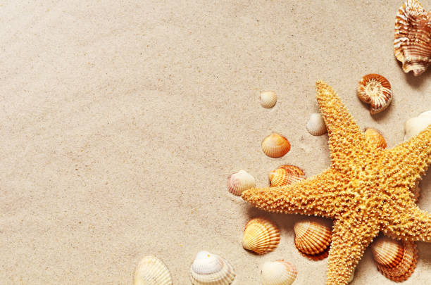 istock Starfish and seashells on the sandy beach. Summer background. 1309411716