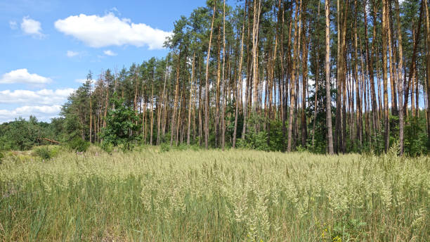 istock Field and pine forest on a summer day 1309412546