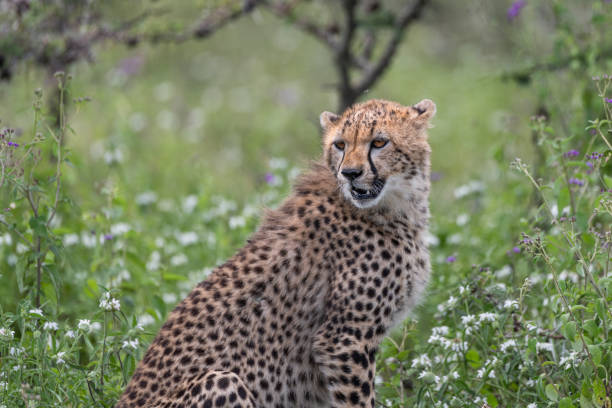 istock Young Cheetah looking, Tanzania safari 1309412695
