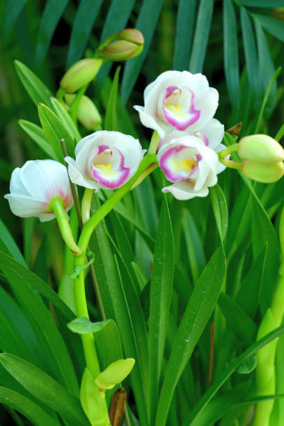 istock Cymbidium / Boat Orchid Flower 1309413253