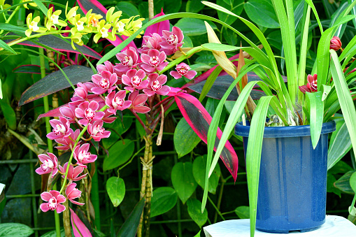 Cymbidium, commonly known as Boat orchid, is a genus of evergreen flowering plants in the orchid family Orchidaceae. It is primarily distributed in Asia and Australia. The colors of the flowers range from white, pale yellow to green, maroon and dark bronze.