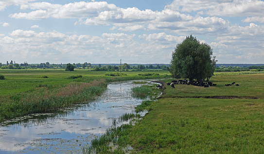 View of a green meadow with a herd of cows near the river