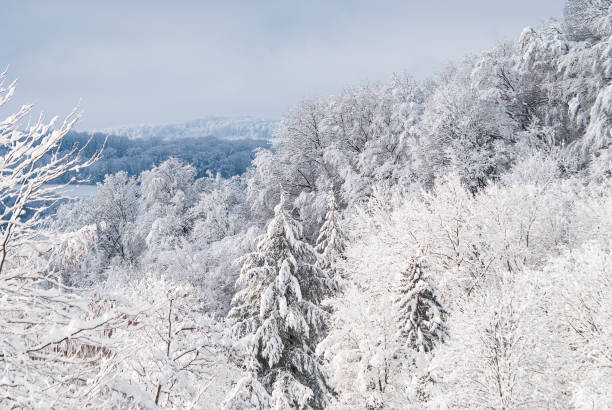 istock View over a snowy forest on a friendly winter morning. 1309414940