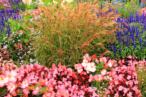 istock Colorful flowerbed 1309416393