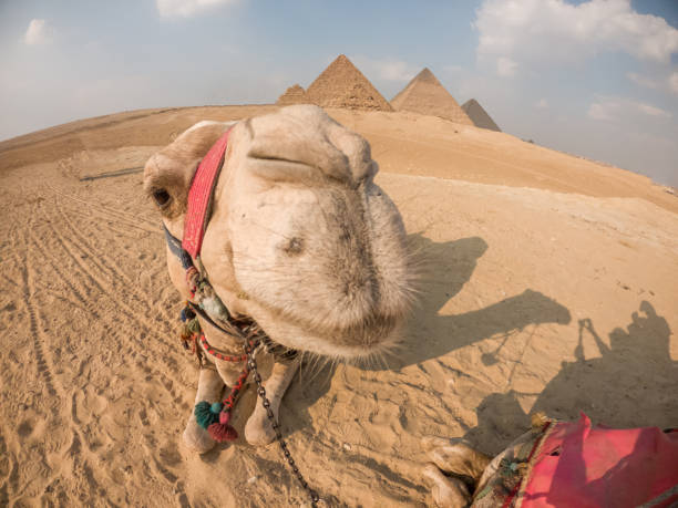 ritratto di cammello di fronte alle piramidi di giza - giza plateau immagine foto e immagini stock
