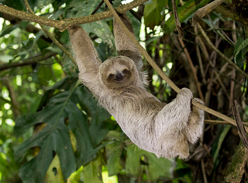 A young Brown-throated three-toed sloth is hanging on a branch looking at you