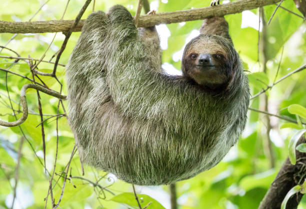 adulto dalla gola bruna a tre dita - tropical rainforest rainforest costa rica tree area foto e immagini stock