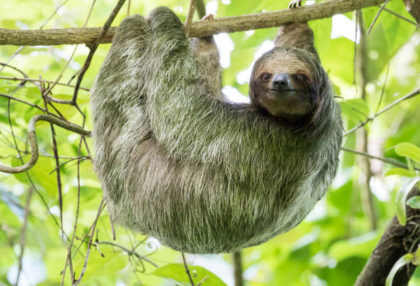 Adult brown-throated three-toed A side view of a Brown-throated three-toed sloth who is hanging on one branch with his face towards you. couch potato photos stock pictures, royalty-free photos & images
