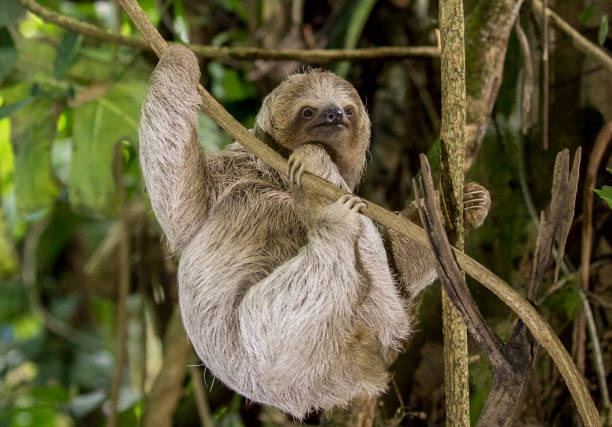 istock Young brown-throated three-toed is climbing 1309417247