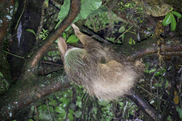 Hoffmans Two-toed Sloth stock photo