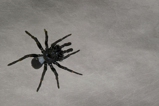Australia’s deadliest spider, baby male funnel web