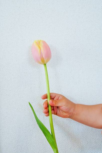 istock A single tulip presented by a baby 1309420216