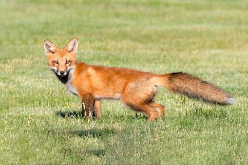 One of three young red fox kits. They were starting to explore and play outside of the den.