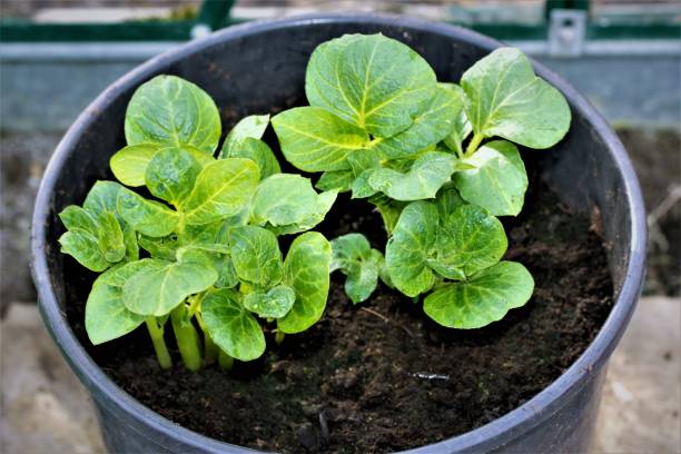 Sharpes Express early potatoes growing in a black bucket. Sharpes Express spring early potatoes can be growing as early as March, if planted in a container within a greenhouse. doncaster photos stock pictures, royalty-free photos & images