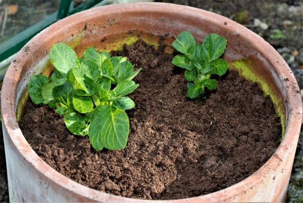 Sharpes Express early potatoes growing in a terracotta pot. Sharpes Express spring early potatoes can be growing as early as March, if planted in a container within a greenhouse. doncaster photos stock pictures, royalty-free photos & images