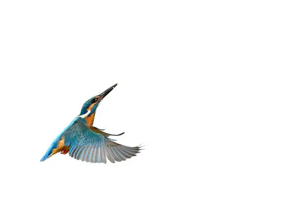 male kingfisher on the white background