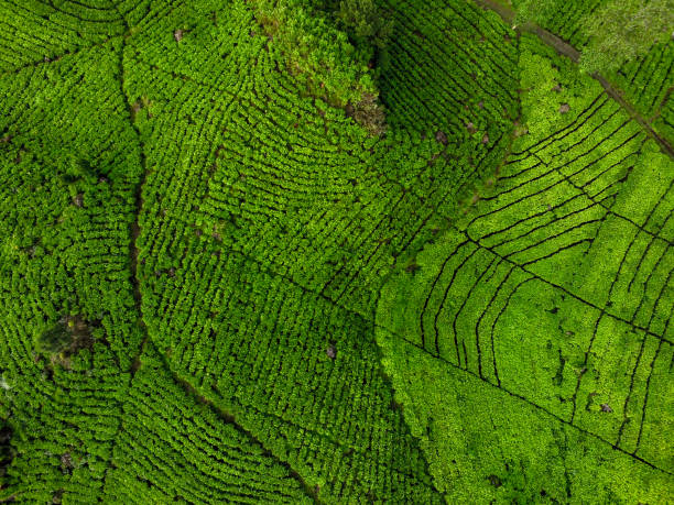Tea tree in the morning view from above