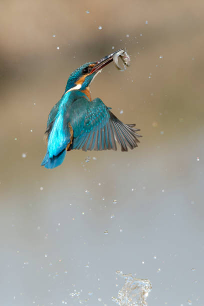 istock Kingfisher fishing (Alcedo atthis) 1309423417