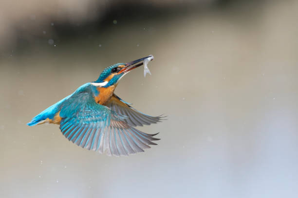 Kingfisher fishing (Alcedo atthis) Kingfisher fishing kingfisher stock pictures, royalty-free photos & images