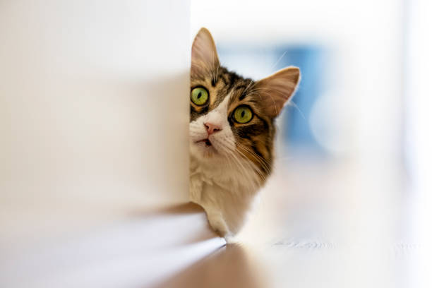 This photo was taken in daylight with the Canon EOS R5 and 85mm f: 1.2  Maximum depth of field has been achieved.It has been large-sized with Enlarge in Photoshop.
