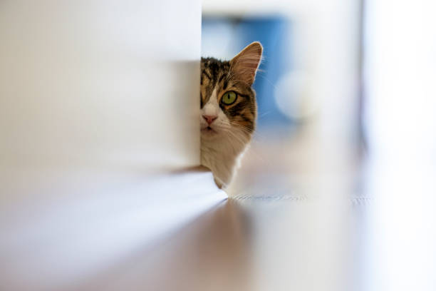 istock Norwegian forest cat looking out from behind the wall at home 1309424643