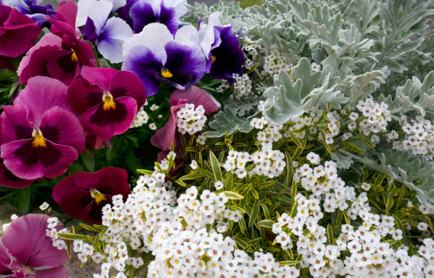 Gardening using spring flowers. Viola, Dusty miller, Sweet alyssum cineraria maritima stock pictures, royalty-free photos & images