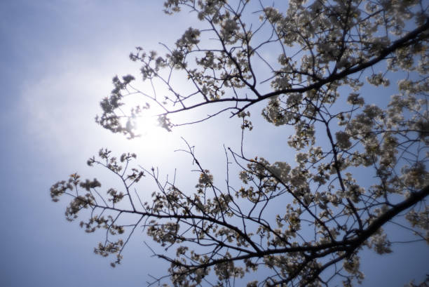 istock Cherry blossoms in spring in Japan 1309425070