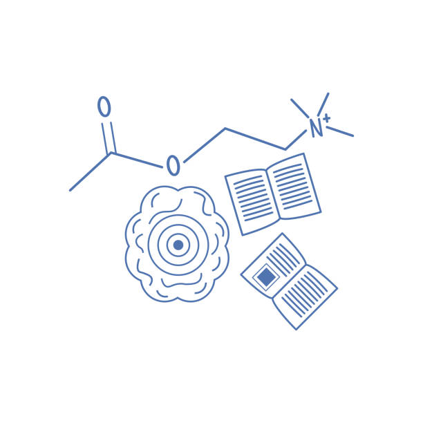 아세틸콜린 벡터 일러스트레이션 - acetylcholine stock illustrations